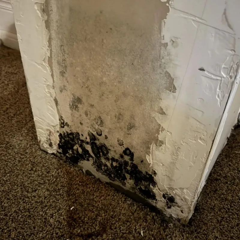 Professional Mold Removal in Latimer, MS